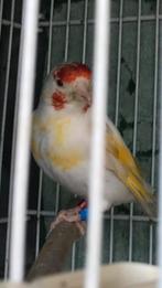 Chardonneret gorge blanche, Dieren en Toebehoren, Vogels | Overige Vogels, Vrouwelijk, Tropenvogel, Geringd