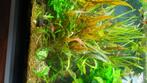 cryptocoryne te koop, Enlèvement, Neuf, Plante(s), Pierre ou Bois