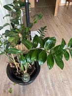 Zamio plant.Heeft weinig verzorging nodig maar is te groot!, Maison & Meubles, Plantes d'intérieur, Autres espèces, Moins de 100 cm