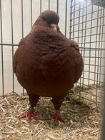 King duiven doffers, Mannelijk, Overige soorten