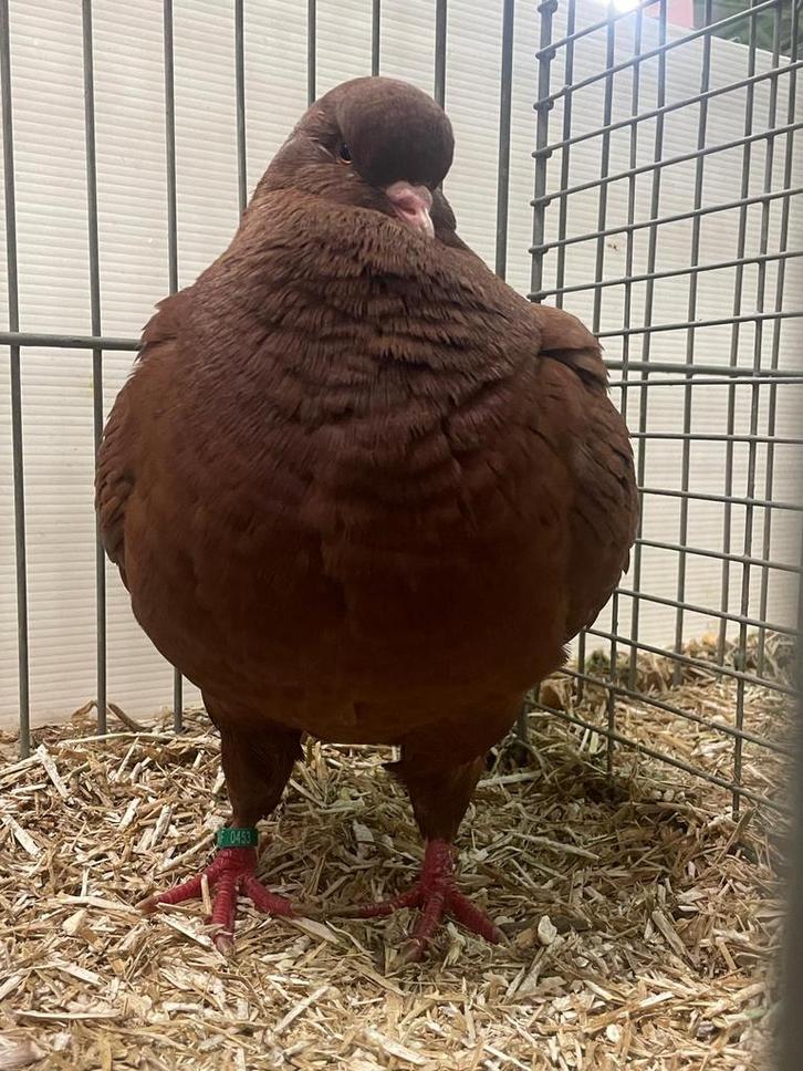 King duiven doffers, Dieren en Toebehoren, Vogels | Duiven, Overige soorten, Mannelijk