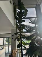 Vioolbladplant 5 meter, Ophalen, 200 cm of meer, Overige soorten, Halfschaduw