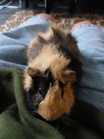 Cavia, Dieren en Toebehoren, Knaagdieren, Augustus, Mannelijk, Cavia