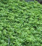 Pachysandra terminalis/schaduwkruid, Tuin en Terras, Ophalen, Bodembedekkers, Vaste plant, Halfschaduw