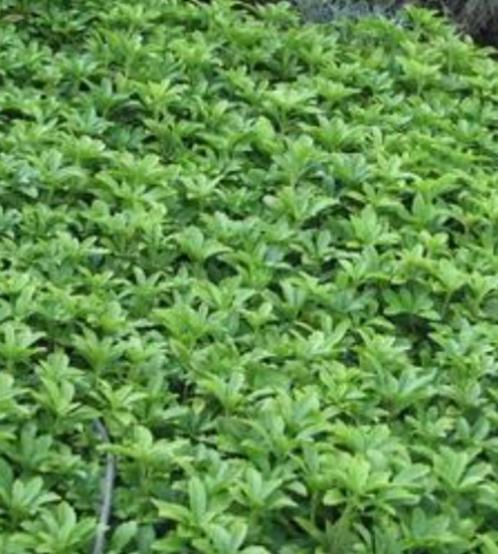 Pachysandra terminalis/schaduwkruid, Tuin en Terras, Planten | Tuinplanten, Vaste plant, Bodembedekkers, Halfschaduw, Lente, Ophalen