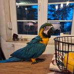 Ara ararauna mâle 11 semaines, Animaux & Accessoires