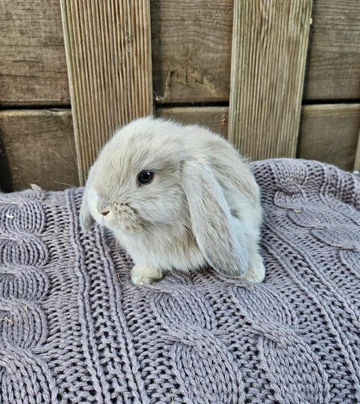Franse hangoor RAM geënt!, Dieren en Toebehoren, Konijnen, Hangoor