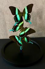 Splendide Envol de 3 Papillons Exotiques Blumei sous globe, Collections, Collections Animaux, Insecte, Animal empaillé, Enlèvement ou Envoi