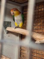Roestkop caique kweekman, Dieren en Toebehoren, Vogels | Parkieten en Papegaaien