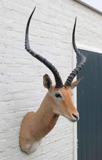 Grote opgezette KOP IMPALA antilope (gewei) - ref. C, Enlèvement, Comme neuf, Animal sauvage, Animal empaillé