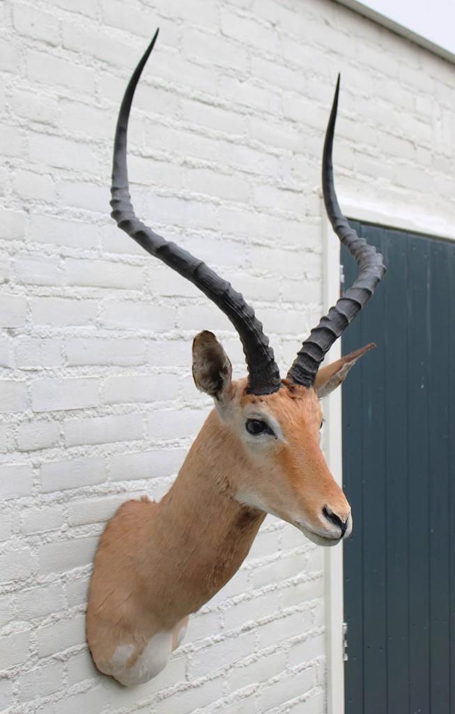 Grote opgezette KOP IMPALA antilope (gewei) - ref. C, Collections, Collections Animaux, Comme neuf, Animal empaillé, Animal sauvage