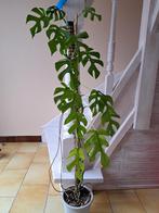 Rhaphidophora tetrasperma/ monstera minima, Ophalen