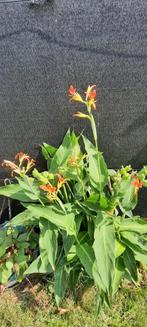 grote plante, Ophalen