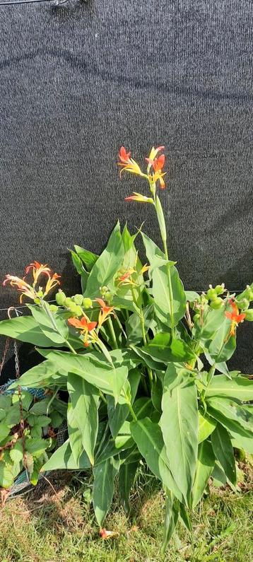 grote plante beschikbaar voor biedingen