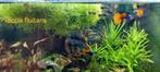 Verschillende Aquariumplanten Mix, Ophalen of Verzenden