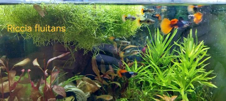 Mélange de différentes plantes d'aquarium, Animaux & Accessoires, Poissons | Aquariums & Accessoires, Enlèvement ou Envoi