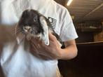 Nhd, Dieren en Toebehoren, Konijnen