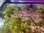 Aquarium drijf planten, Ophalen, Nieuw, Plant(en), Steen of Hout