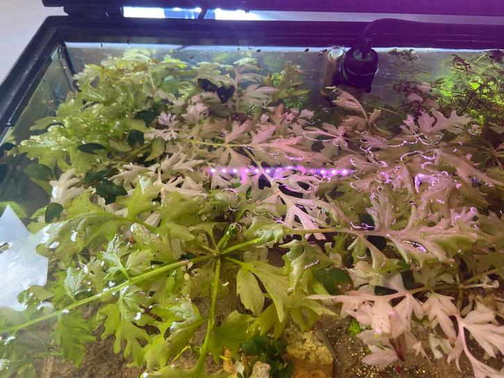 Aquarium drijf planten, Dieren en Toebehoren, Vissen | Aquaria en Toebehoren, Nieuw, Plant(en), Steen of Hout, Ophalen