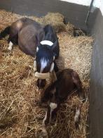 Knappe 5 jarige te koop, Dieren en Toebehoren