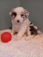 Border collie pupjes zoeken een warme thuis, Dieren en Toebehoren, België, CDV (hondenziekte), 8 tot 15 weken, Collie