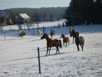 Pension chevaux, Mise à l'étable, 4 chevaux ou poneys ou plus