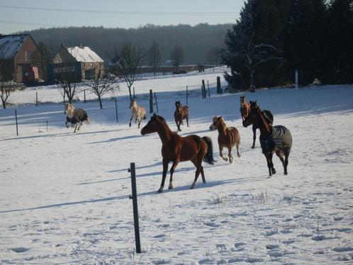 Pension chevaux, Dieren en Toebehoren, Stalling en Weidegang, Stalling, 4 paarden of pony's of meer