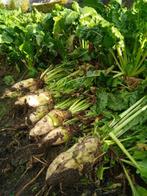 Voederbieten, Dieren en Toebehoren, Dierenvoeding, Ophalen, Overige soorten