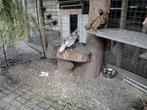 JONGE SEBRIGHT KIPPETJES, Dieren en Toebehoren, Pluimvee, Kip