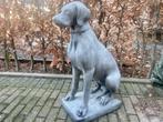 Nieuwe Betonnen Engelse Jachthond ,Pointer,, Tuin en Terras, Ophalen, Nieuw, Beton, Dierenbeeld