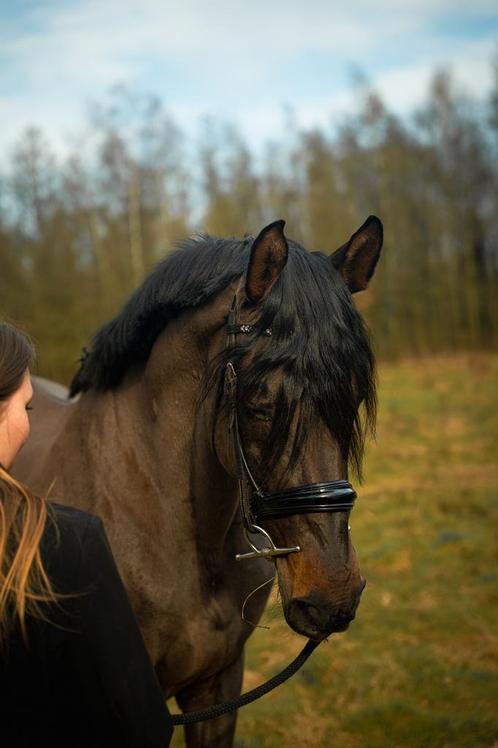 Pre hengst te koop, Dieren en Toebehoren, Paarden en Pony's | Dekhengsten en Fokmerries, Hengst