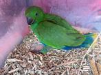 Jonge mannelijke eclectus EAM, Dieren en Toebehoren, Vogels | Parkieten en Papegaaien, Mannelijk, Papegaai, Tam