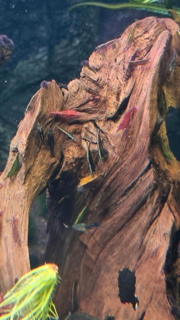 Garnalen gemengd 1 euro...tevens javamos te koop, Dieren en Toebehoren, Vissen | Aquariumvissen