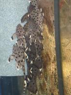 L264 sultan pleco F1 kweek, Animaux & Accessoires, Poissons | Poissons d'aquarium