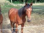Jaarling pony merrie, Dieren en Toebehoren, Paarden, Merrie, Springpaard, 0 tot 2 jaar, Onbeleerd