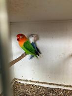 parkieten, Dieren en Toebehoren, Meerdere dieren, Dwergpapegaai of Agapornis, Geringd
