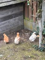 Zijdehoenders kuikens, Dieren en Toebehoren, Kip