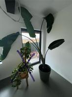 Strelitzia Nicolai, bananenplant - inclusief pot, Ophalen, 200 cm of meer, Overige soorten, Halfschaduw