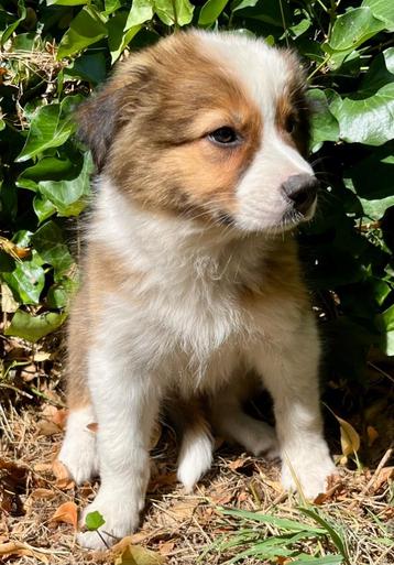Border Collie Pups beschikbaar voor biedingen