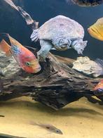 Softshell turtle/ weekschildpad, Dieren en Toebehoren, Vissen | Aquariumvissen