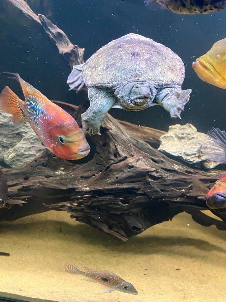 Softshell turtle/ weekschildpad, Dieren en Toebehoren, Vissen | Aquariumvissen