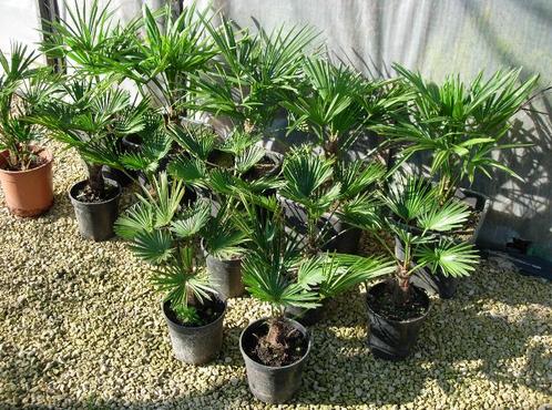 Trachycarpus Fortunei en Wagnerianus, Jardin & Terrasse, Plantes | Jardin, Enlèvement