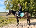 Leuke ponys, Dieren en Toebehoren