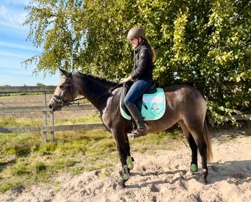 Leuke ponys beschikbaar voor biedingen
