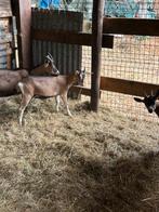 Jonge meikes, Dieren en Toebehoren, Schapen, Geiten en Varkens