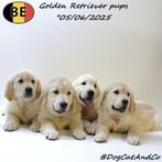 Prachtige Golden Retriever pups - geboren in België, Golden retriever, België, Handelaar, CDV (hondenziekte)