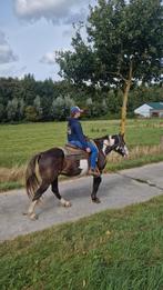6 jarige overo, Dieren en Toebehoren, Paarden, Minder dan 160 cm, Ruin, Zadelmak, 3 tot 6 jaar