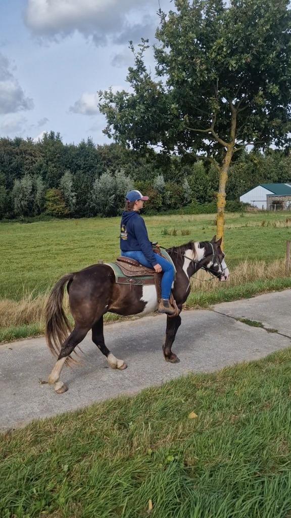6 jarige overo, Dieren en Toebehoren, Paarden, Ruin, Zadelmak, Minder dan 160 cm, 3 tot 6 jaar, Gechipt, Ontwormd