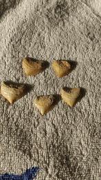 Squalicorax Pristodontus (5x), Ophalen of Verzenden, Fossiel