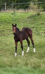 Hengst 2025 AKARAD HERO Z x QUINTERO ASK (moederlijn CENTO), Dieren en Toebehoren, Paarden, Hengst, Z